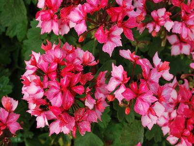 Fireworks-Collection Geranium Bicolor 