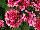 PAC-Elsner: Geranium  'Bicolor' 