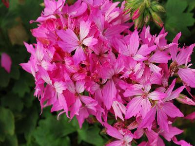 Fireworks-Collection Geranium Pink 