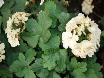 Geranium  'First-Yellow'