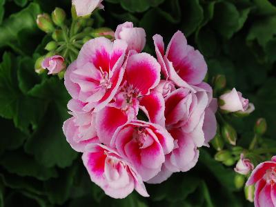 Geranium Flower-Fairy 'White-Splash'