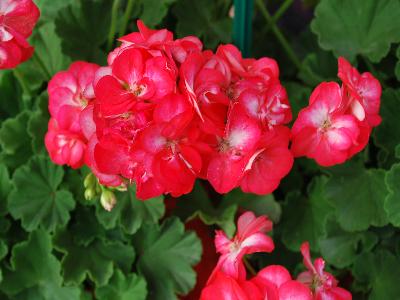 Little-Lady Geranium Bicolor 