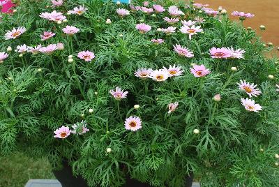 Suntory Flowers, Ltd.: Argyranthemum Interspecific hybrid Pink Halo Grandessa™