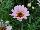 Grandessa™ Argyranthemum Interspecific hybrid Pink Halo 