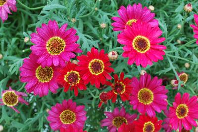 Argyranthemum Grandessa™ 'Red'