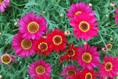 Argyranthemum Grandessa™ 'Red'