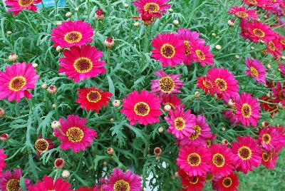 Suntory Flowers, Ltd.: Argyranthemum Interspecific hybrid Red Grandessa™
