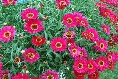 Argyranthemum Grandessa™ 'Red'