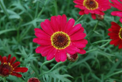 Suntory Flowers, Ltd.: Argyranthemum Interspecific hybrid Red Grandessa™
