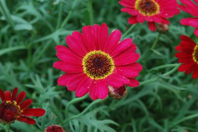 Argyranthemum Grandessa™ 'Red'