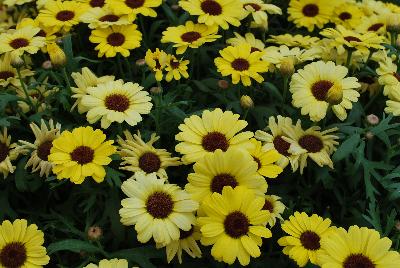 Argyranthemum Grandessa™ 'Yellow'