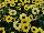 Suntory Flowers, Ltd.: Argyranthemum Interspecific hybrid 'Yellow' 