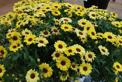 Argyranthemum Grandessa™ 'Yellow'