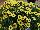 Suntory Flowers, Ltd.: Argyranthemum Interspecific hybrid 'Yellow' 