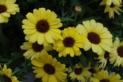 Argyranthemum Grandessa™ 'Yellow'