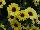 Suntory Flowers, Ltd.: Argyranthemum Interspecific hybrid 'Yellow' 