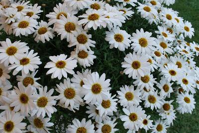 Argyranthemum Grandessa™ 'White'