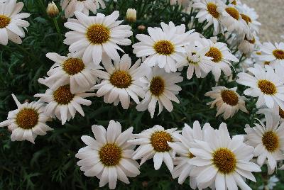 Suntory Flowers, Ltd.: Argyranthemum Interspecific hybrid White Grandessa™