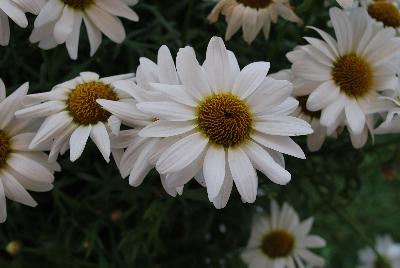 Suntory Flowers, Ltd.: Argyranthemum Interspecific hybrid White Grandessa™