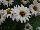 Suntory Flowers, Ltd.: Argyranthemum Interspecific hybrid 'White' 