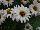 Grandessa™ Argyranthemum Interspecific hybrid White 