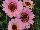 Suntory Flowers, Ltd.: Argyranthemum Interspecific hybrid 'Pink Halo' 