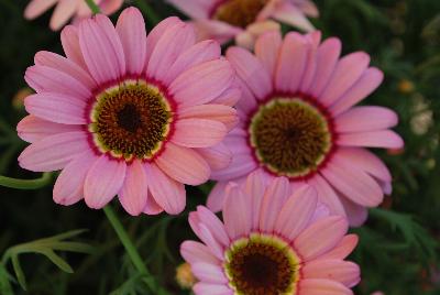 Suntory Flowers, Ltd.: Argyranthemum Interspecific hybrid Pink Halo Grandessa™