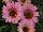 Grandessa™ Argyranthemum Interspecific hybrid Pink Halo 