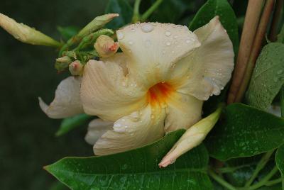 Sun Parasol® Mandevilla hybrid var. Sunpapri Apricot 