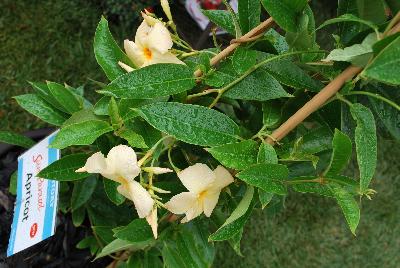 Sun Parasol® Mandevilla hybrid var. Sunpapri Apricot 