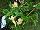 Suntory Flowers, Ltd.: Mandevilla hybrid var. Sunpapri 'Apricot' 