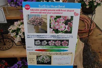 Suntory Flowers Surfinia® Petunia  Heartbeat: New from Suntory Flowers as seen @ Spring Trials, 2016.  An adorable novelty petunia with heart-shaped pattern that will woo your customers!  The heart pattern changes with the plant's condition, telling the consumer it needs more fertilizer or if it is too hot outside.  The heart grows with happiness. A great addition to the Surfinia® Series.