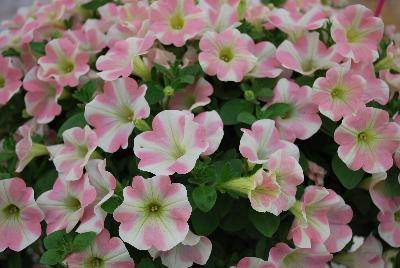 Suntory Flowers, Ltd.: Surfinia® Petunia Heartbeat 