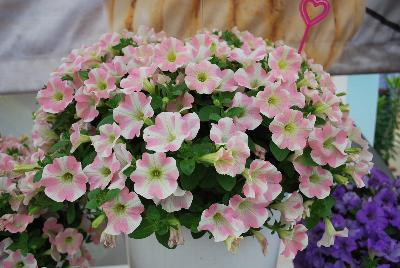 Suntory Flowers, Ltd.: Surfinia® Petunia Heartbeat 