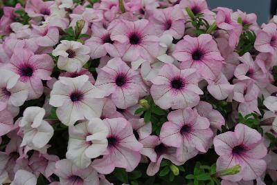 Petunia Surfinia® Sumo 'Glacial Pink'