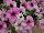 Suntory Flowers, Ltd.: Petunia  'Glacial Pink' 