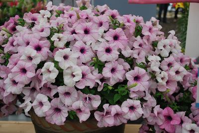 Suntory Flowers, Ltd.: Surfinia® Sumo Petunia Glacial Pink 