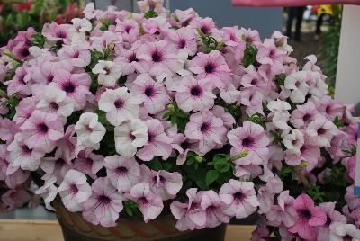 Surfinia® Sumo Petunia Glacial Pink 