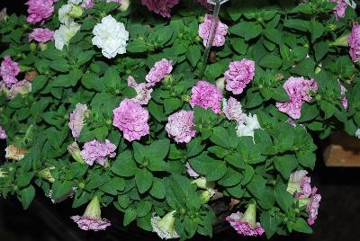 COMBO Surfinia® Summer Double® 'Double Romance'