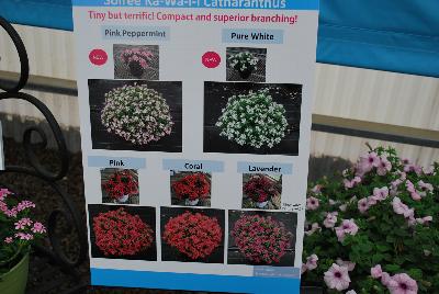 Suntory Flowers Soiree™ Ka-wa-i-i Catharanthus  : New from Suntory Flowers as seen @ Spring Trials, 2016.  Two new colors to add to the Soiree™ Ka-wa-i-i series of Catharanthus: 'Pink Peppermint' and 'Pure White', offering tiny but terrific flowers and a habit which is compact yet provides superior branching.  Adds to existing 'Pink', 'Coral' and 'Lavender'.