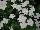 Suntory Flowers, Ltd.: Catharanthus  'Pure White' 