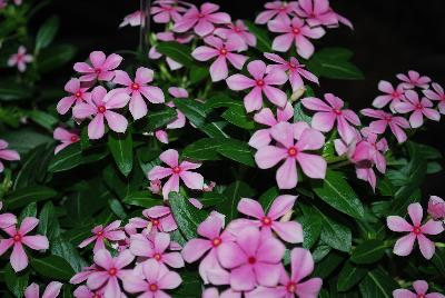 Catharanthus Soiree™ Ka-wa-i-i 'Pink Peppermint'