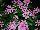 Suntory Flowers, Ltd.: Catharanthus  'Pink Peppermint' 
