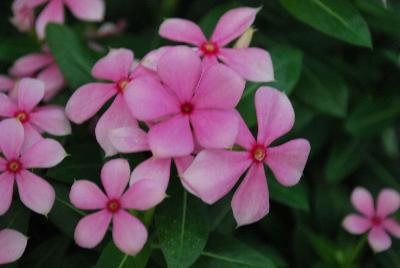 Catharanthus Soiree™ Ka-wa-i-i 'Pink Peppermint'