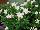 Suntory Flowers, Ltd.: Catharanthus  'White' 