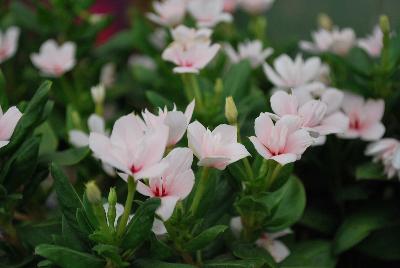 Soiree™ Double Catharanthus White 