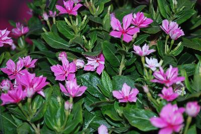 Catharanthus Soiree™ Double 'Pink'