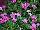 Suntory Flowers, Ltd.: Catharanthus  'Pink' 