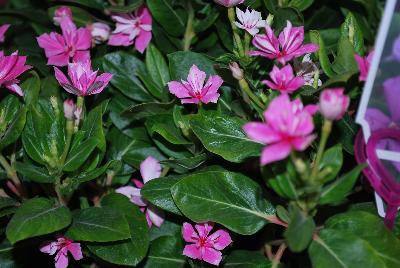 Catharanthus Soiree™ Double 'Pink'