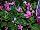Suntory Flowers, Ltd.: Catharanthus  'Pink' 